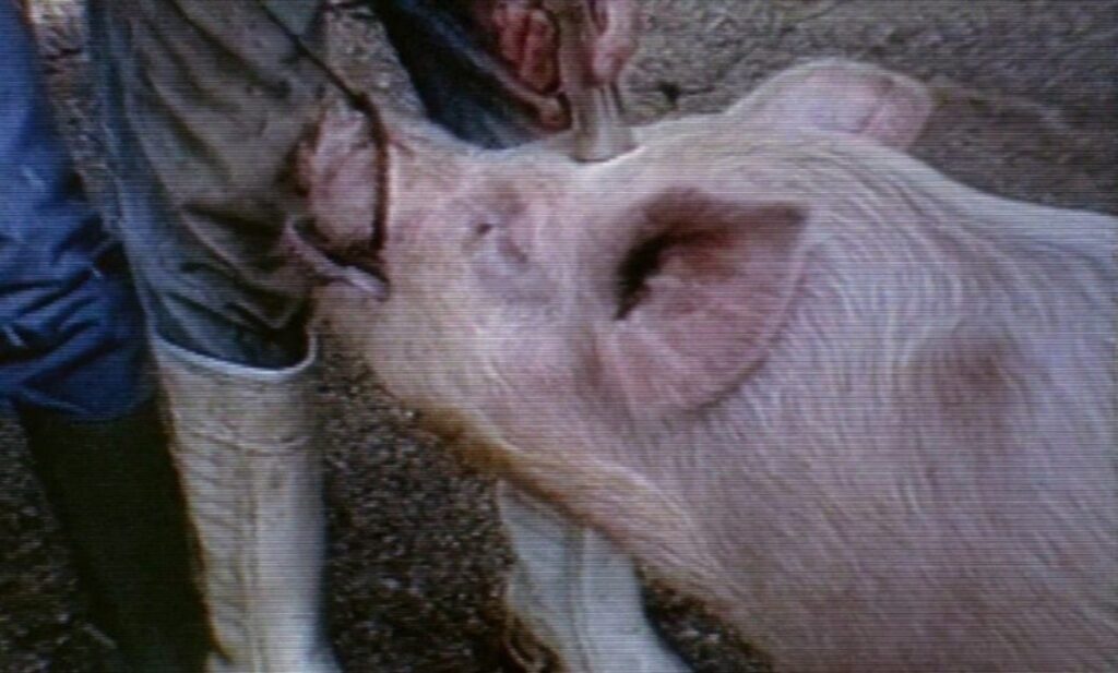 Benny's Video açılış sahnesi/ Yön: Michael Haneke (1992)